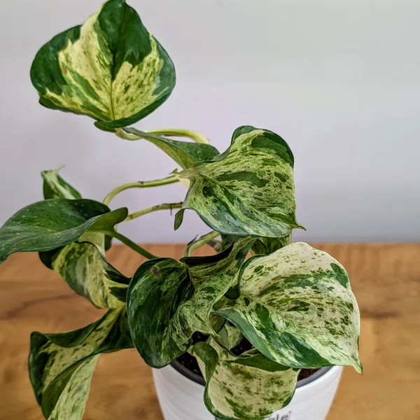 Manjula_Pothos,_With_White_Decor_Plant
