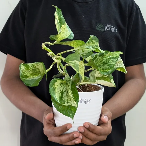 Manjula_Pothos,_With_White_Decor_Plant