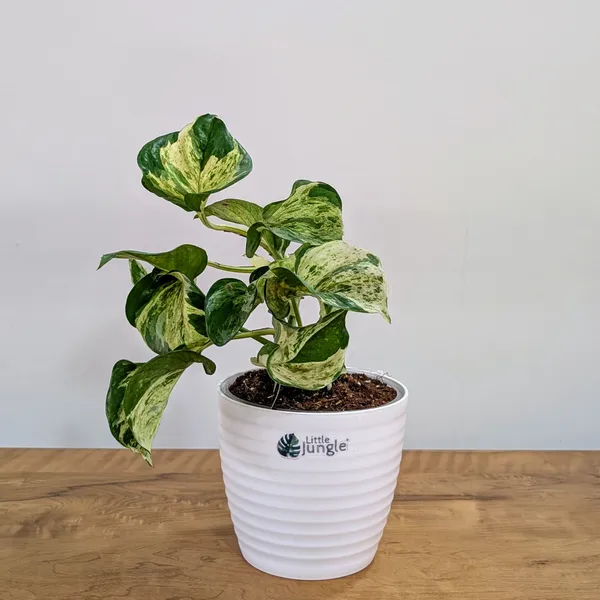 Manjula_Pothos,_With_White_Decor_Plant