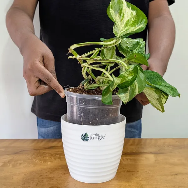 Manjula_Pothos,_With_White_Decor_Plant