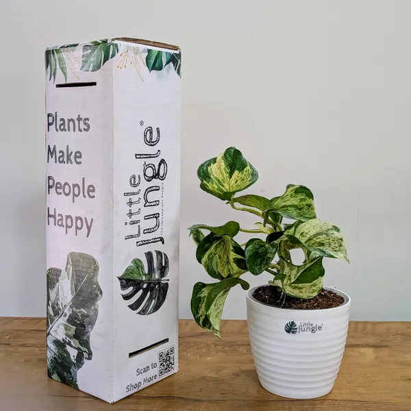 Manjula_Pothos,_With_White_Decor_Plant
