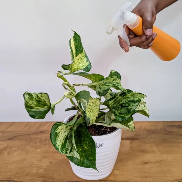 Manjula_Pothos,_With_White_Decor_Plant