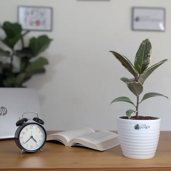 Ficus_Elastica_White_Rubber_Plant,_With_White_Decor_Plant