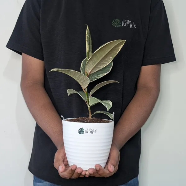 Ficus_Elastica_White_Rubber_Plant,_With_White_Decor_Plant
