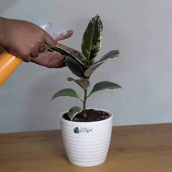 Ficus_Elastica_White_Rubber_Plant,_With_White_Decor_Plant