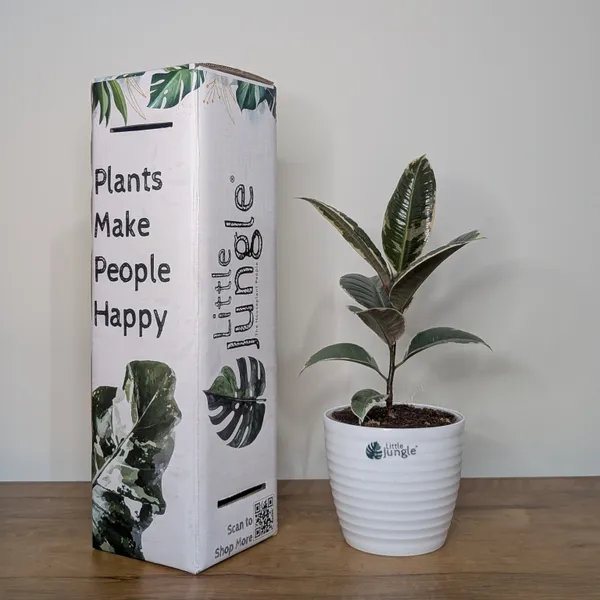 Ficus_Elastica_White_Rubber_Plant,_With_White_Decor_Plant