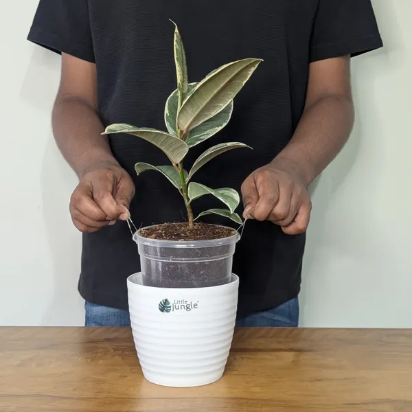 Ficus_Elastica_White_Rubber_Plant,_With_White_Decor_Plant