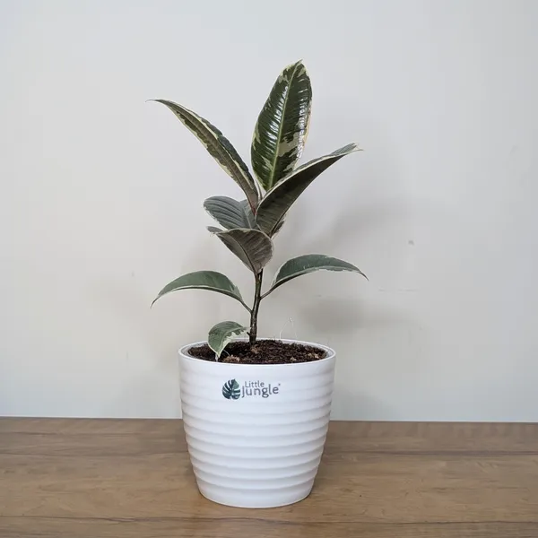 Ficus_Elastica_White_Rubber_Plant,_With_White_Decor_Plant