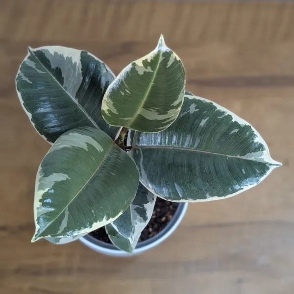 Ficus_Elastica_White_Rubber_Plant,_With_White_Decor_Plant