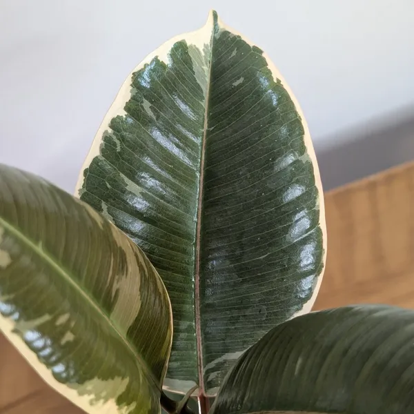 Ficus_Elastica_White_Rubber_Plant,_With_White_Decor_Plant