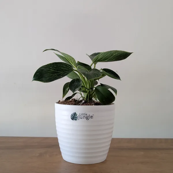 Philodendron_Birkin,_With_White_Decor_Plant