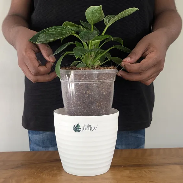 Philodendron_Birkin,_With_White_Decor_Plant