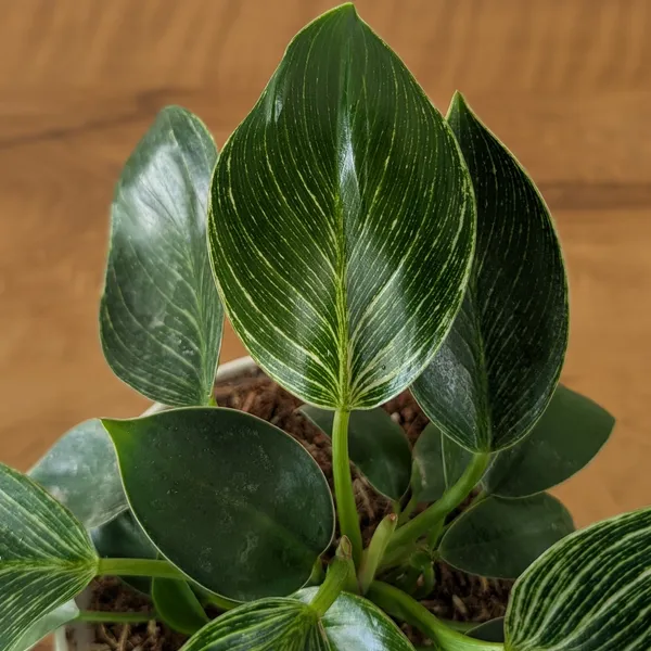 Philodendron_Birkin,_With_White_Decor_Plant