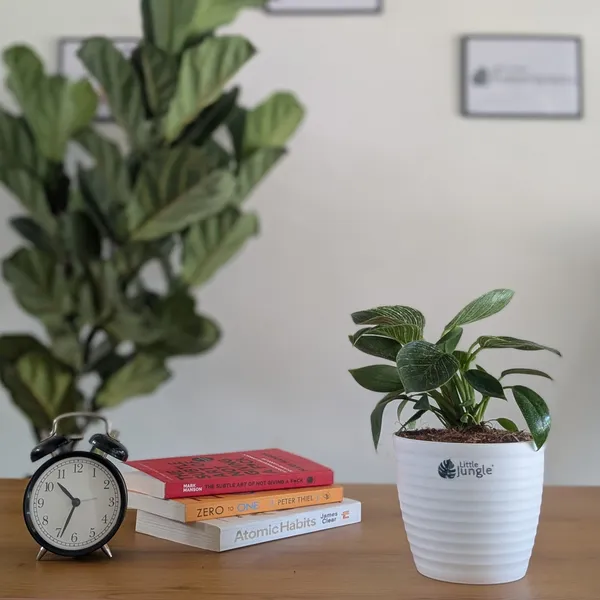 Philodendron_Birkin,_With_White_Decor_Plant