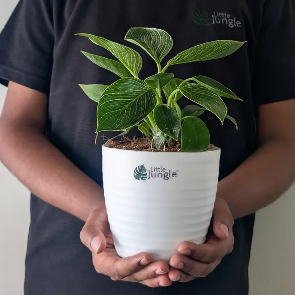 Philodendron_Birkin,_With_White_Decor_Plant