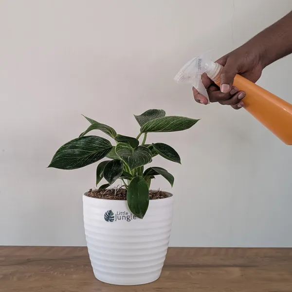 Philodendron_Birkin,_With_White_Decor_Plant