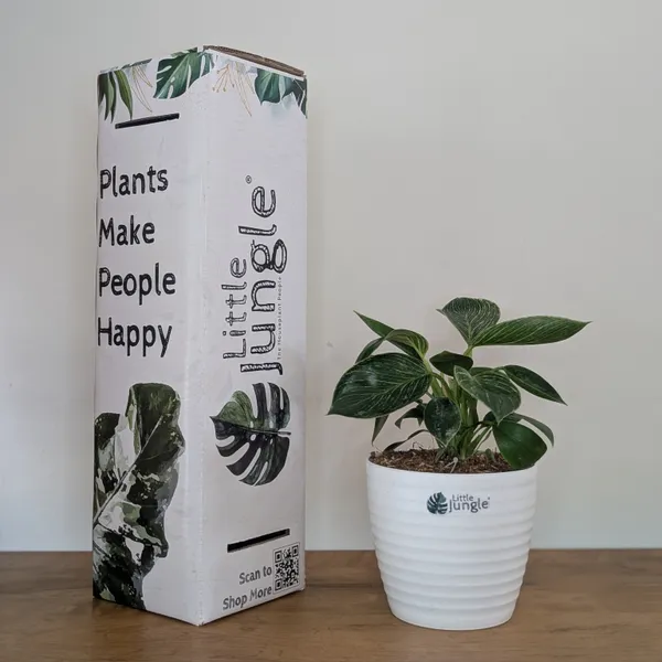Philodendron_Birkin,_With_White_Decor_Plant