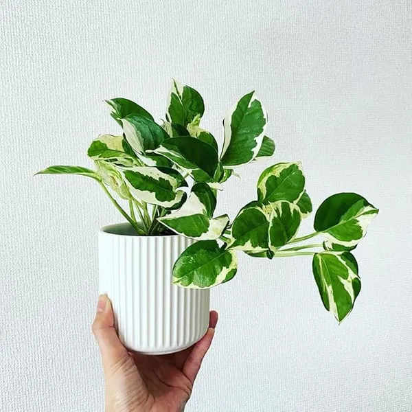 Njoy_Pothos,_With_White_Decor_Plant