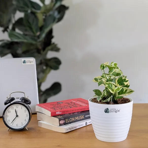 Njoy_Pothos,_With_White_Decor_Plant