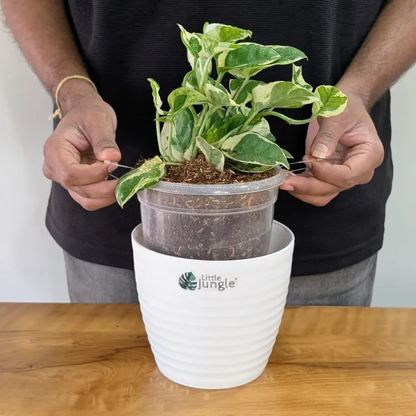 Njoy_Pothos,_With_White_Decor_Plant