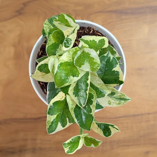 Njoy_Pothos,_With_White_Decor_Plant