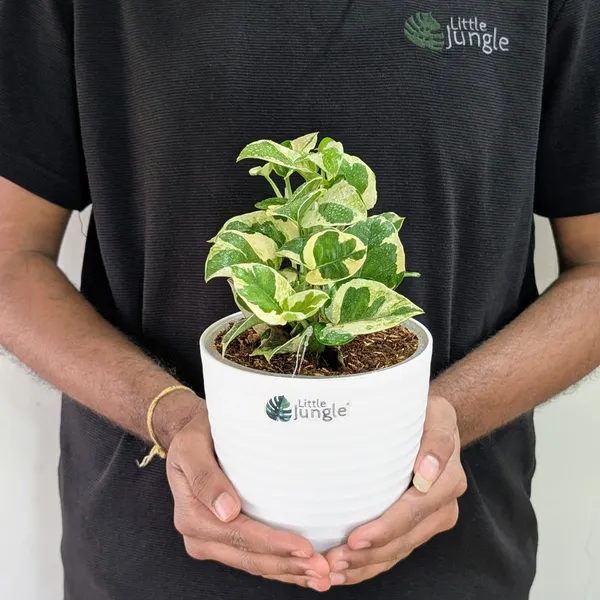 Njoy_Pothos,_With_White_Decor_Plant