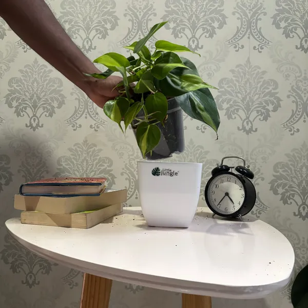 Philodendron_Brasil,_With_White_Decor_Plant