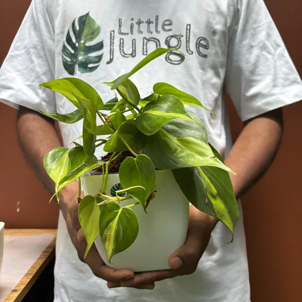 Philodendron_Brasil,_With_White_Decor_Plant