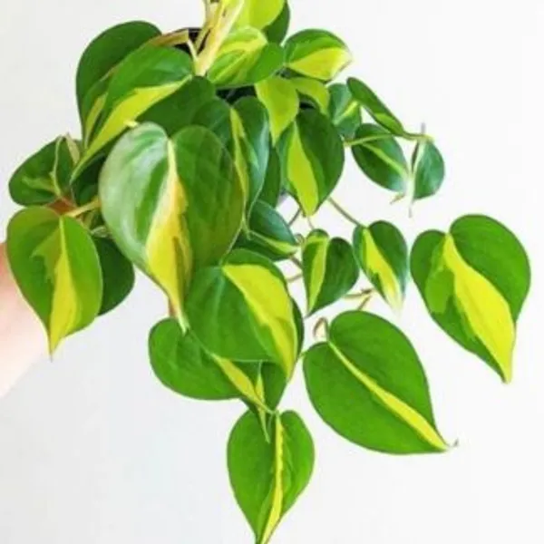 Philodendron_Brasil,_With_White_Decor_Plant