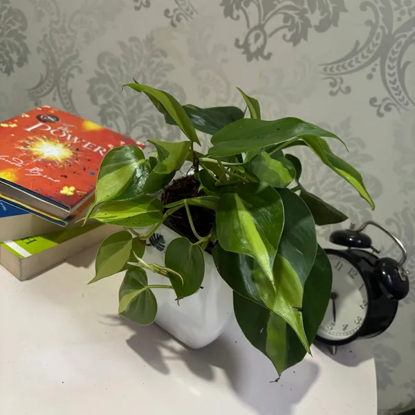 Philodendron_Brasil,_With_White_Decor_Plant