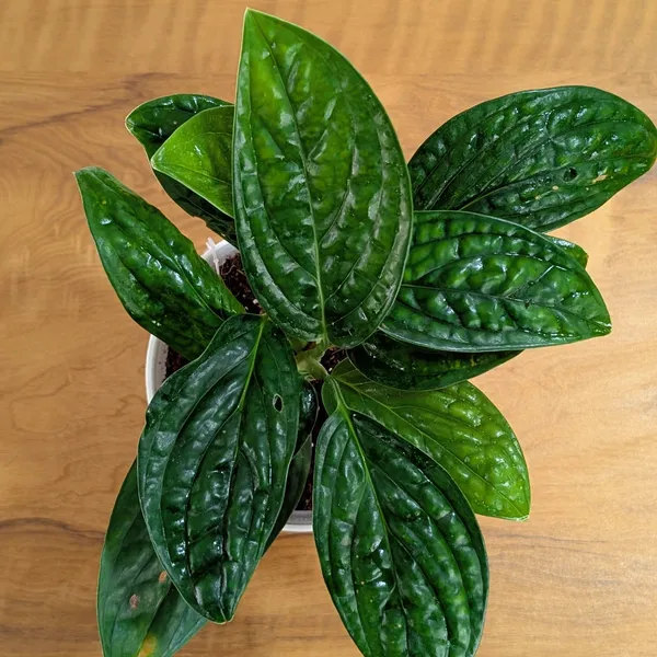 Monstera_Peru,_With_White_Decor_Plant