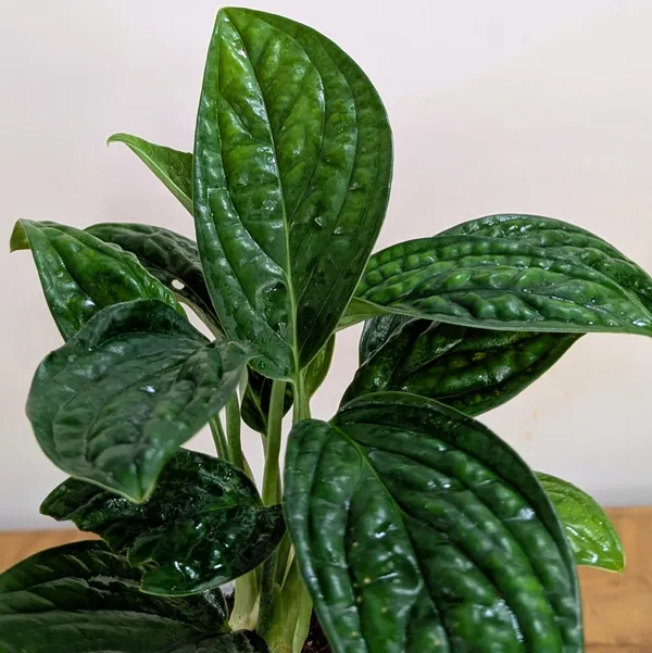 Monstera_Peru,_With_White_Decor_Plant