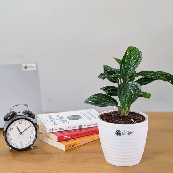 Monstera_Peru,_With_White_Decor_Plant