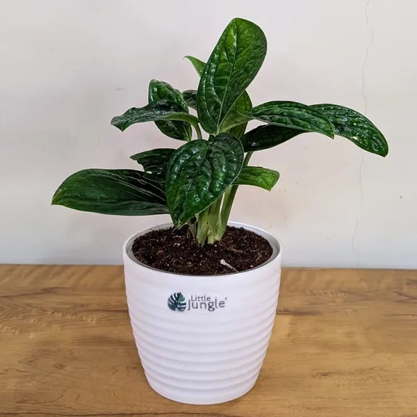 Monstera_Peru,_With_White_Decor_Plant