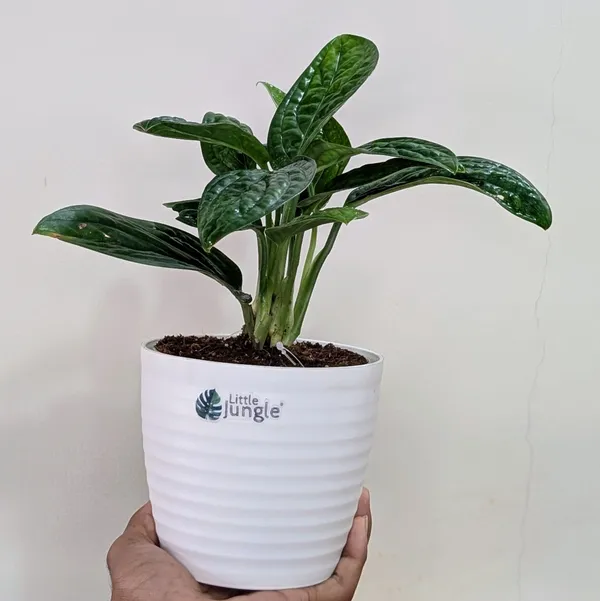 Monstera_Peru,_With_White_Decor_Plant