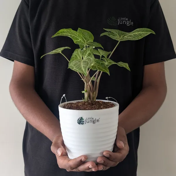 Syngonium_Batik,_With_White_Decor_Plant
