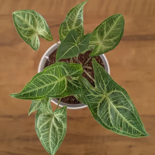 Syngonium_Batik,_With_White_Decor_Plant