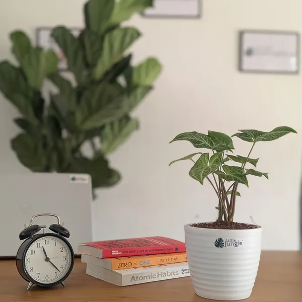 Syngonium_Batik,_With_White_Decor_Plant