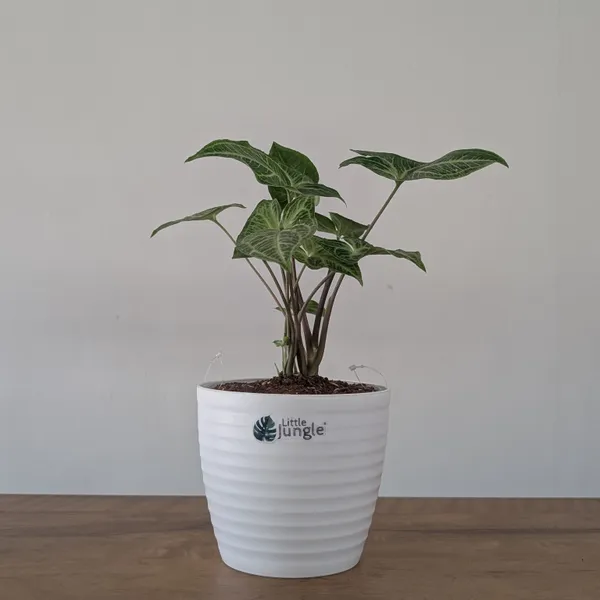 Syngonium_Batik,_With_White_Decor_Plant