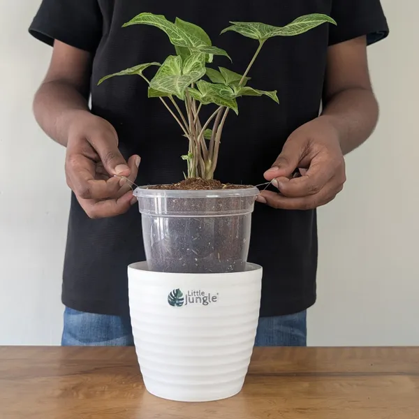 Syngonium_Batik,_With_White_Decor_Plant