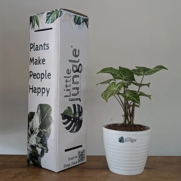 Syngonium_Batik,_With_White_Decor_Plant