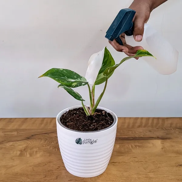 Philodendron_White_Princess,_With_White_Decor_Plant