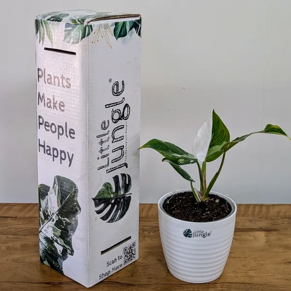 Philodendron_White_Princess,_With_White_Decor_Plant