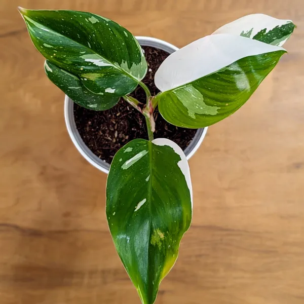 Philodendron_White_Princess,_With_White_Decor_Plant