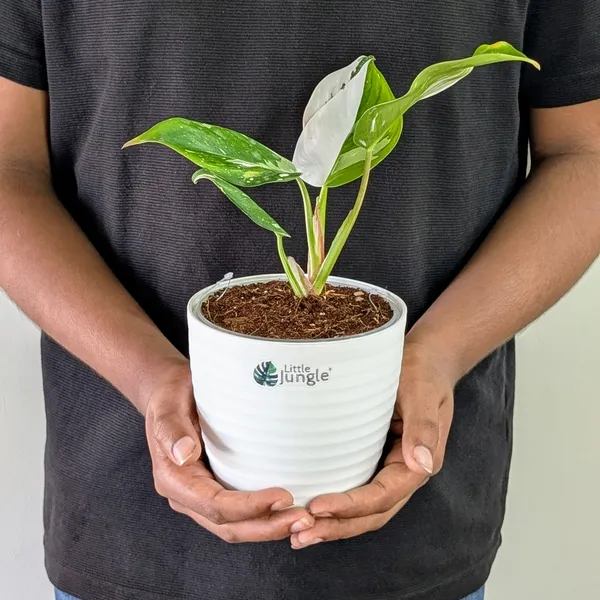 Philodendron_White_Princess,_With_White_Decor_Plant