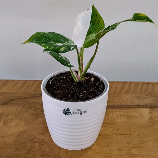 Philodendron_White_Princess,_With_White_Decor_Plant