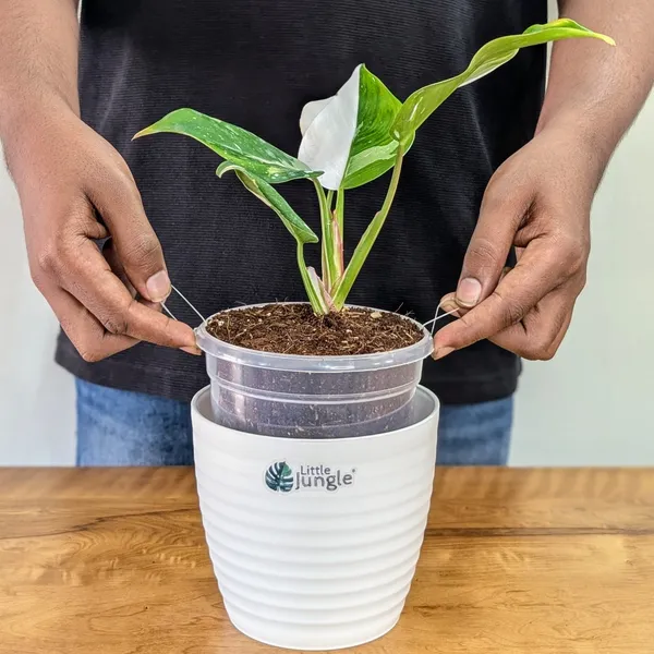Philodendron_White_Princess,_With_White_Decor_Plant