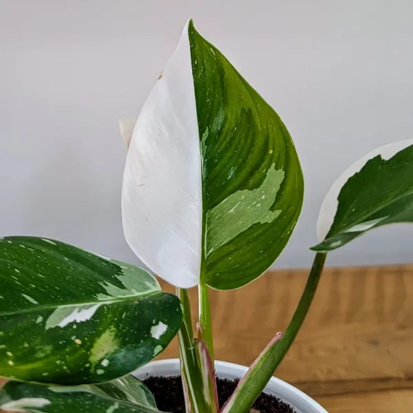 Philodendron_White_Princess,_With_White_Decor_Plant