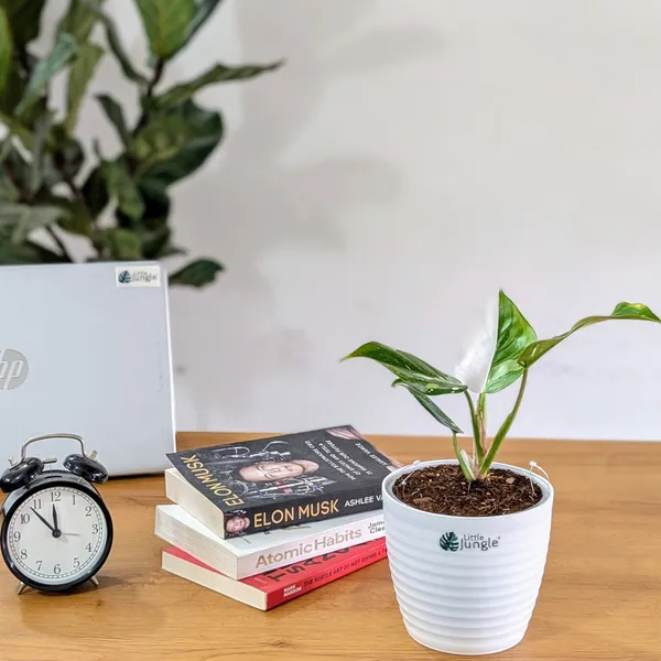 Philodendron_White_Princess,_With_White_Decor_Plant