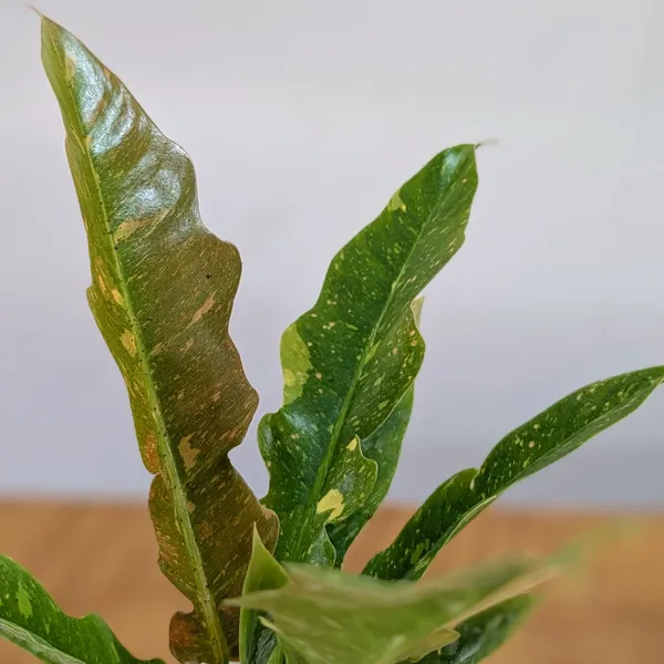Philodendron_Ring_Of_Fire_Variegated,_With_White_Decor_Plant